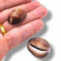 ราคา หอยเบี้ยแก้ หอยเบี้ยจั่น เปลือกหอยแท้ ผ่านพิธีเป่ายันต์แล้ว สุดยอดเครื่องรางบูชาแก้เคล็ดแก้อาถรรพ์ (21616718021)