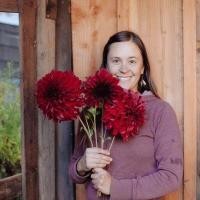 ราคา 1 เหง้า ชุุด รักเร่ Dahlia Bulb สายพันธุ์ Spartacus หัวรักเร่ ดอกไม้ ดอกรักเร่ เหง้า นำเข้า ยุโรป หัวสดใหม่ ผ่านการแช่เย็นแล้ว (8683795002)