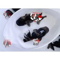 ราคา อาหารปลา ปลาทองสิงห์ดำตามิด ไซร้ขุน 1 5 2นิ้ว มีประกันสินค้าคะ (22824319339)