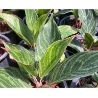 ราคา อโกลนีม่า มีมากรวยมาก Aglaonema sp (22040137965)