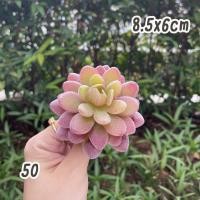 ราคา ไม้อวบน้ำปลอม เบอร์50 73 กุหลาบหินปลอม ต้นไม้ปลอม งานฝีมือ ต้นไม้จิ๋ว ของแต่งบ้าน จัดสวน ปลอม fake (17390855294)