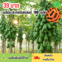 ราคา เมล็ดมะละกอฮอลแลนด์ บรรจุ 100 เมล็ด (22838795729)