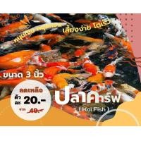 ราคา อาหารปลาสูตรเร้งโต คาร์ฟ ลวดลายลูกนอก 3 นิ้วพร้อมส่ง รวดเร็ว (22720070238)