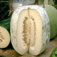 ราคา 35 เมล็ด ฟักหอมทรงกลม ฟักเขียว ฟักจีน ฟักแกง ฟักแฟง NON GMO ผักสวนครัว Wax Gourd seeds (21822954437)