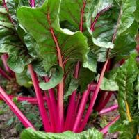 ราคา 20 เมล็ด สวิสชาร์ด ก้านแดง ผักสวิสชาร์ด Swiss Chard (22178389198)