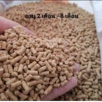 ราคา อาหารไก่ชน ตรา ขุนศึก ชนิด เม็ด เบอร์ 1 กับ เบอร์ 2 แบ่ง ขาย ขนาด 20 กก เหมาะสำหรับ ไก่ชน โดยตรง (20572541074)