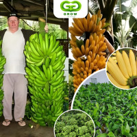 ราคา ต้นกล้วยยักษ์อินโด ต้นเพาะเลี้ยงเนื้อเยื่อ กล้วยยักษ์ที่มีรสหวาน หอม อร่อย (21894329734)