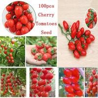 ราคา เมล็ด มะเขือเทศเชอร์รี่ สวีทเกิร์ล คุณภาพ 200 เมล็ด เมล็ดพันธุ์ ผัก Cherry tomato sweet เมล็ดพันธุ์มะเขือเทศเชอร์รี่ Tomato seeds เรดดี้ เมล็ดพันธุ์ผัก เมล็ดพันธุ์ ผักสวนครัว รสชาติดี ปลูกง่าย ทนโรค ท