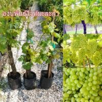 ราคา องุ่นไวท์มะละกา กิ่งตอน ออกผลไวภายใน1ปี ต้นเเข็งเเรงพร้อมปลูก (21786210404)