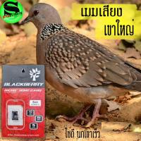 ราคา เสียงนกเขาใหญ่ เมมเสียงนกเขาใหญ่ สำหรับต่อ ใส่ลำโพงเปิดเพื่อเรียกนกเขาใหญ่ (14555242044)