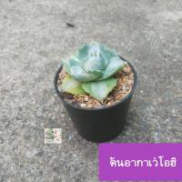 ราคา ต้นอากาเว่ด่างแคระ โอฮิ อะกาเว่ด่าง อกาเว่ด่าง ไม้อวบน้ำ Ohi Agave กระถาง 3 รูปทรงคลเายดอกกุหลาบ ทนแล้ง (19257899841)