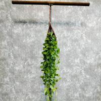 ราคา ต้นเดฟ ในตระกร้าหวาย แขวนประดับ พุ่มขนาดใหญ่ (20673143013)