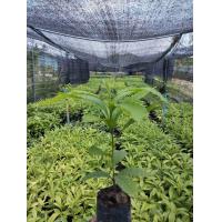 ราคา ต้นอะบิว พันธุ์ใต้หวัน สั่งขั้นต่ำ2ต้นขึ้นไป (22869010867)