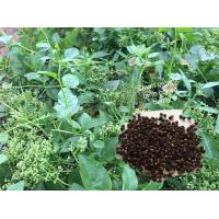 ราคา เมล็ดพันธุ์ผักปลัง 50 เมล็ดพันธุ์ ผักปลัง เมล็ดพันธุ์ ผักปัง (2602992617)