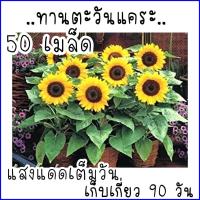 ราคา 50เมล็ด ทานตะวันแคระ ใช้เมล็ดปลูกต่อได้ ซันไบร์ทคิดส์ เมล็ดพันธุ์ทานตะวันแคระ รหัสสินค้า 001 (21964437980)