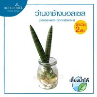 ราคา ว่านงาช้างบอลเซล จำนวน 2 ต้น เลี้ยงน้ำได้ ไม้มงคล ไม้ฟอกอากาศ Boncellensis (22223631200)