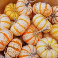 ราคา 10 เมล็ด ฟักทอง สายพันธุ์ยอดนิยม ผักท้ายครัว Pumpkin Kabocha Seeds (21730010557)