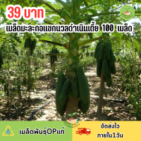 ราคา เมล็ดมะละกอแขกนวลดำเนินเตี้ย บรรจุ 100 เมล็ด (22838612805)
