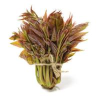 ราคา 50 เมล็ด ผักตูน ผักหวานป่าเกาหลี รสชาติหวานกรอบ Toona Sinensis Seeds (22708357102)
