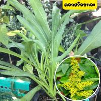 ราคา ดอกสร้อยทอง ไม้มงคล ดอกสีเหลือง ต้นพันธุ์ดอกสร้อยทอง พร้อมถุงชำ รากเต็มพร้อมปลูก (14045848098)