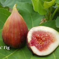 ราคา ต้นมะเดื่อฝรั่ง มะเดื่อ มะเดื่อฝรั่ง Fig พันธุ์ Black Jack ต้นสมบูรณ์มาก รากแน่นๆ มีผลขนาดใหญ่ จัดส่งพร้อมกระถาง 6 นิ้ว ลำต้นสูง 50 ซม (20978473154)