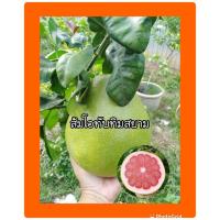 ราคา ส้มโอทับทิมสยาม กิ่งตอน สูง 70ซม ต้นแข็งแรงพร้อมปลูก (1618342507)