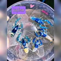 ราคา กุ้งเครฟิช ตกแต่งตู้ปลาตู้ไม้น้ำ บลูโกส 89 บาท มีประกันระหว่างจัดส่ง (22729353838)