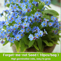 ราคา ปลูกง่าย 100เมล็ด ซอง เมล็ดพันธุ์ อย่าลืมฉัน Forget me not Seed Blue Flower Seeds for Planting ปลูกง่าย อัตราการงอกสูง (22606422915)