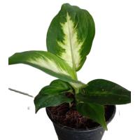 ราคา ต้นเศรษฐีรับเงินกระถาง 6 นิ้ว (8153899071)