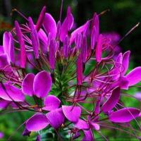 ราคา 100 เมล็ด ดอกเสี้ยนฝรั่ง ดอกคลีโอเม่ สไปเดอร์แพลนท์ Spider Plants Cleome Flower Seeds ดอกสีม่วง (21342210368)