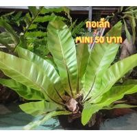 ราคา เฟิร์นข้าหลวงโอซาก้า เฟิร์นรังนก เฟิร์น เฟิน เฟิร์นข้าหลวง ข้าหลวงหลังลาย (22515268875)