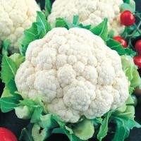 ราคา 100 เมล็ด กะหล่ำดอก กะหล่ำต้น ผักกาดดอก ผักท้ายครัว Cauliflower Seeds (21729768809)