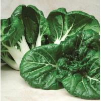 ราคา 1000 เมล็ด กวางตุ้งดอกฮ่องกง กวางตุ้งฮ่องเต้ไทนี่ กวางตุ้งจีน Pak Choy เมล็ดผัก ปลอดสาร Garden Vegetables (21824212086)