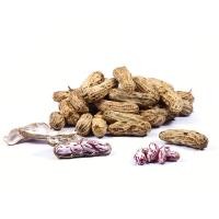 ราคา ถั่วลิสงลายเสือ ถูกที่สุด10บ เมล็ดพันธุ์ถั่วลิสงลายเสือ 5 เมล็ด ปลูกง่าย ผลดก พุ่มใหญ่มาก อร่อย (19104456204)