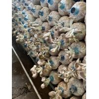 ราคา ก้อนเห็ดนางฟ้าภูฐาน ออกดอกง่าย ออกดอกไว ก้อนใหญ่เก็บดอกได้นาน 4 6 เดือน กำไลงาม (21502832577)