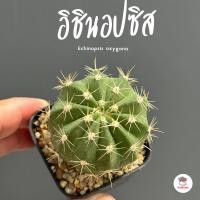 ราคา อิชินอปซิส Echinopsis oxygona แคคตัส กระบองเพชร cactus succulent (22376994248)