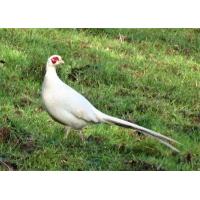 ราคา ไข่เชื้อ ไก่ฟ้าคอแหวนสีขาว 1 ฟอง (21278810123)