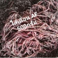 ราคา ไส้เดือน Af บรรจุ 500 กรัม (21471431696)