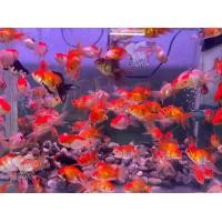 ราคา อาหารปลา ปลาทองฮอลันดายักษ์ แท้ ไซร้ขุน1 5 2นิ้ว คละสี แข็งแรง ปลาทอง มีประกันคะ (22824346206)