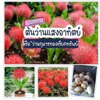 ราคา 2 หัว ว่านกุมารทองเรียกทรัพย์ หรือ ว่านแสงอาทิตย์ เชื่อกันว่า มีกุมารทองอยู่ในบ้าน นำมาบูชากุมารดียิ่งนัก (21214976455)