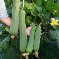 ราคา เมล็ดพันธุ์ รังบวบ Luffa seeds Loofah Seedsเมล็ดพันธุ์ผัก ต้นผลไม้ บอนไซ ต้นไม้ พันธุ์ผัก เมล็ดพันธุ์พืช ผักออแกนิค เมล็ดผัก plants ปลูกผัก ผักสวนครัว บรรจุ 30g เมล็ด คุณภาพดี ราคาถูก เมล็ดพันธุ์แท้ 1