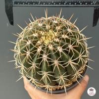ราคา เมโลแคคตัส Melocactus curvispinus ไซส์ใหญ่ แคคตัส กระบองเพชร cactus succulent (22352347478)