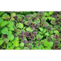 ราคา ผักโขมใบกระ ผักโขมใจแดง ผักโขมเขียวใจแดง ตัวเลือกสูงสุด 10000 เมล็ด 10 แถม 1 คละได้ (21085677974)