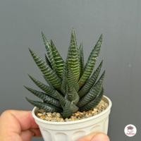 ราคา ฮาโวเทีย Haworthia Limifolia Fairy Washboard ไม้อวบน้ำ กุหลาบหิน cactus succulentหลากหลายสายพันธุ์ (22771147921)