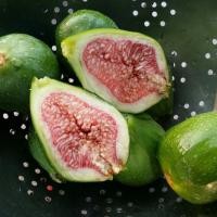 ราคา 20 เมล็ด มะเดื่อฝรั่ง ลูกฟิก รสชาติหวาน หอม Figs Fruit Seeds สายพันธุ์ Desert King aka King (21292233306)