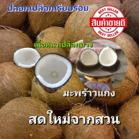 ราคา มะพร้าว มะพร้าวแก่ ทำขนม ทำน้ำกระทิ เนื้อหนา เปลือกบาง สดใหม่จากสวน (22371813904)