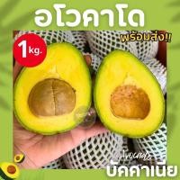ราคา Kaidee ขายดี อโวคาโด พร้อมส่ง 1KG อโวคาโด้ avocado Avocado อโวคาโด พันธุ์บัคคาเนีย อโวคาโด้ อโวคาโด อะโวคาโดสด อโวคาโดสดจากสวนบนดอย เก็บจากสวนทุกวันเน่าเสียรับเคลม อโวคาโด้ อโวคาโด้ อโวคาโด้ อโวคาโด อ
