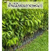 ราคา 10 10 ต้นไม้หอม สูง80 100ซม ต้นกฤษณา ไม้เศรษฐกิจ (22654074888)