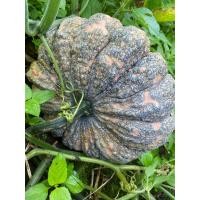 ราคา เมล็ดฟักทอง เมล็ดพันธุ์ฟักทอง พันธุ์ข้าวตอก จำนวน 30 เมล็ด (22845387188)