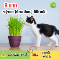 ราคา 9 บาท หญ้าแมว ข้าวสาลีแมว บรรจุ 100 เมล็ด (22851407216)